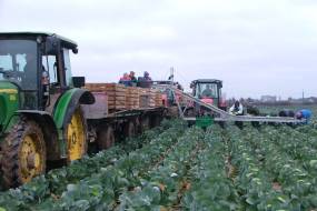 TRANSPORTATORUL DE LEGUME