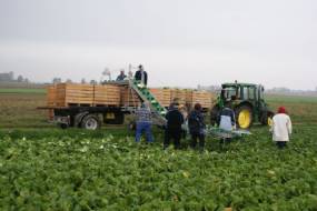 TRANSPORTATORUL DE LEGUME