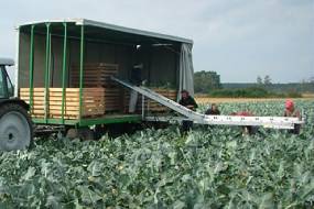 TRANSPORTATORUL DE LEGUME
