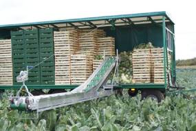 TRANSPORTATORUL DE LEGUME