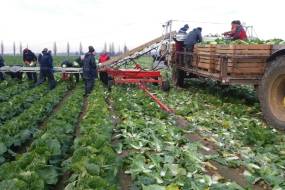 TRANSPORTATORUL DE LEGUME