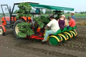 CARUSEL PLANTERS