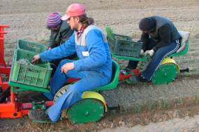 PLANTARE DISC