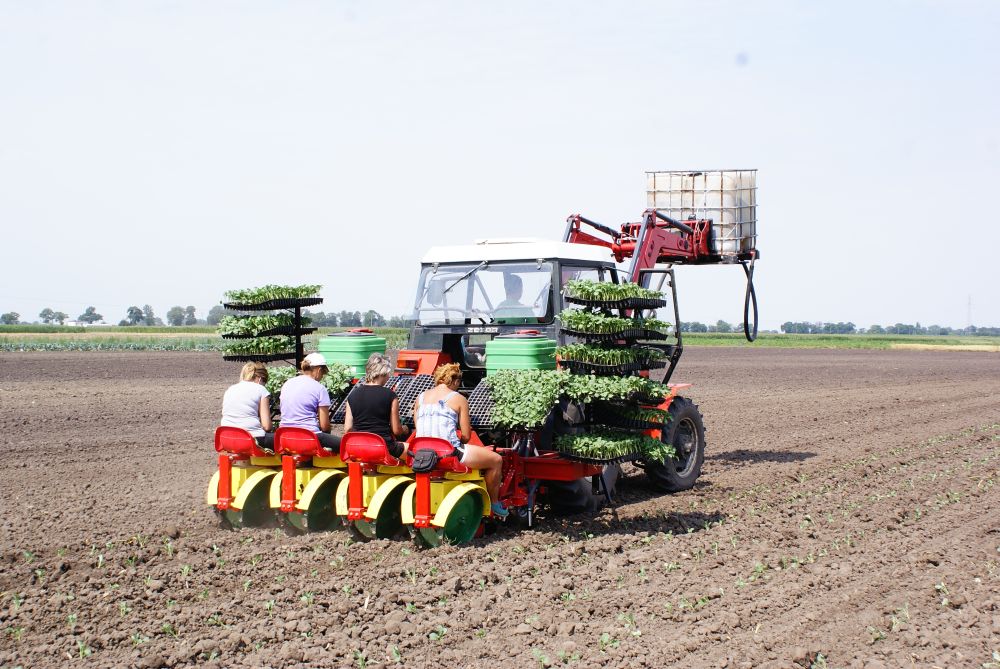 CARUSEL PLANTERS
