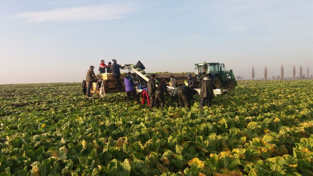 TRANSPORTATORUL DE LEGUME