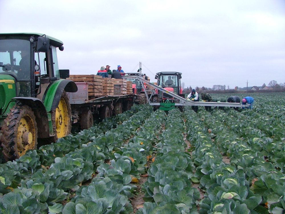TRANSPORTATORUL DE LEGUME