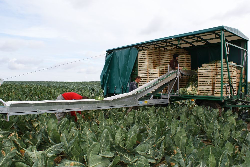 TRANSPORTATORUL DE LEGUME